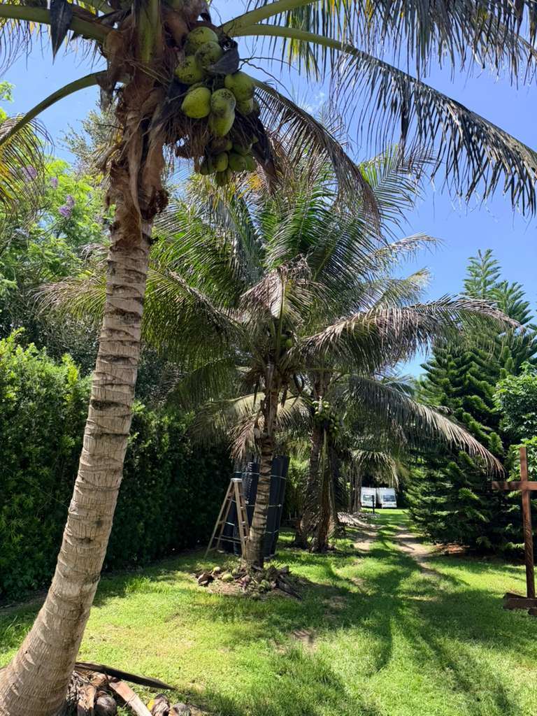 Mature coconut palms producing fruit at Cinco Farm