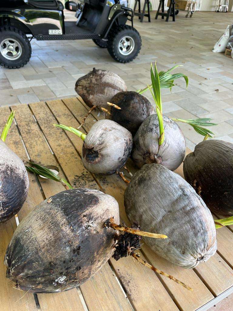 Coconut germination and propagation work at Cinco Farm