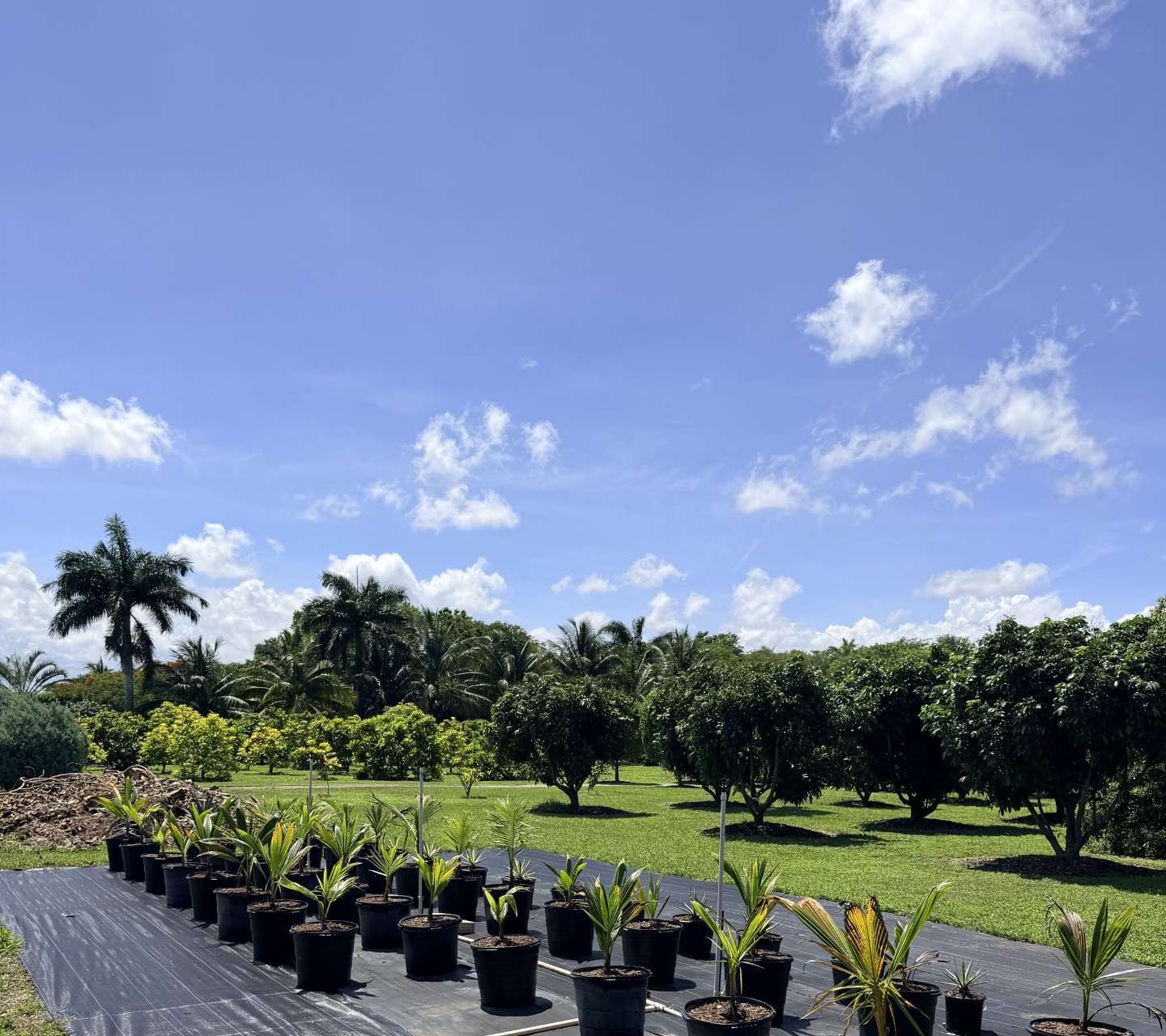 Container-grown coconut palms in the Cinco Farm nursery