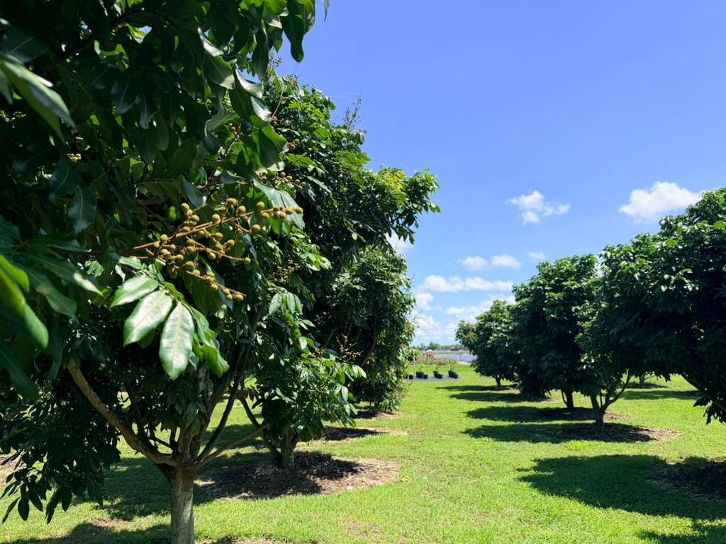 Longan orchard production area at Cinco Farm Miami